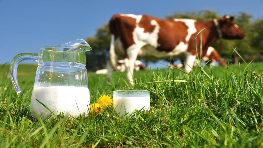 latte mucca generica 