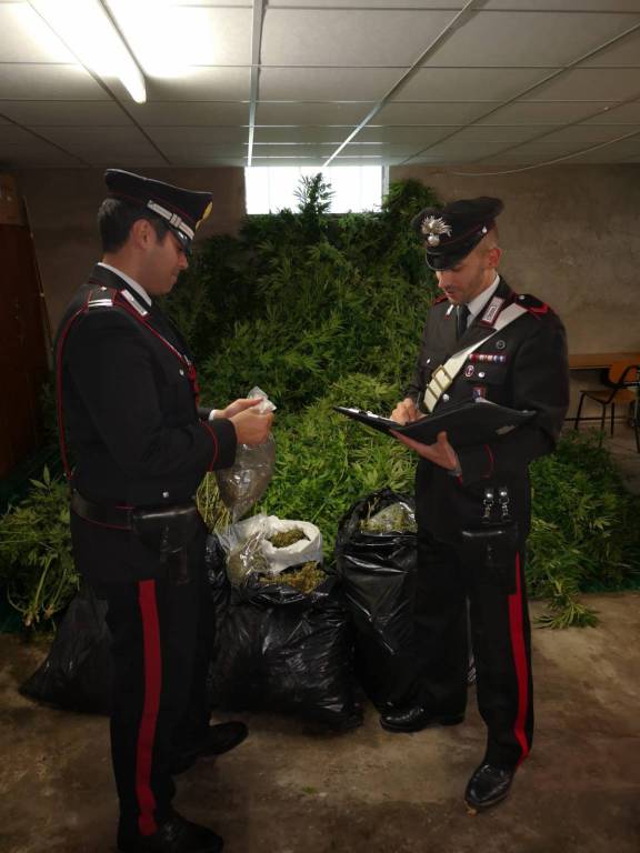sequestro marijuana san benedetto belbo carabinieri