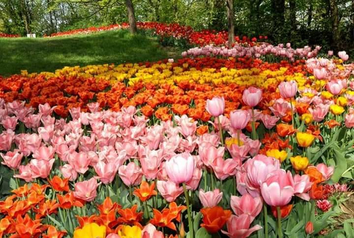 messer tulipano