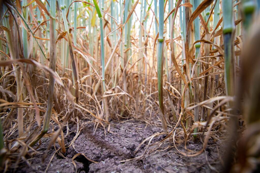 agricoltura siccità pixabay